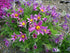 Floarea Paștelui Violet Shades - Pulsatilla Vulgaris Pulsar Violet Shades - DocaPerene
