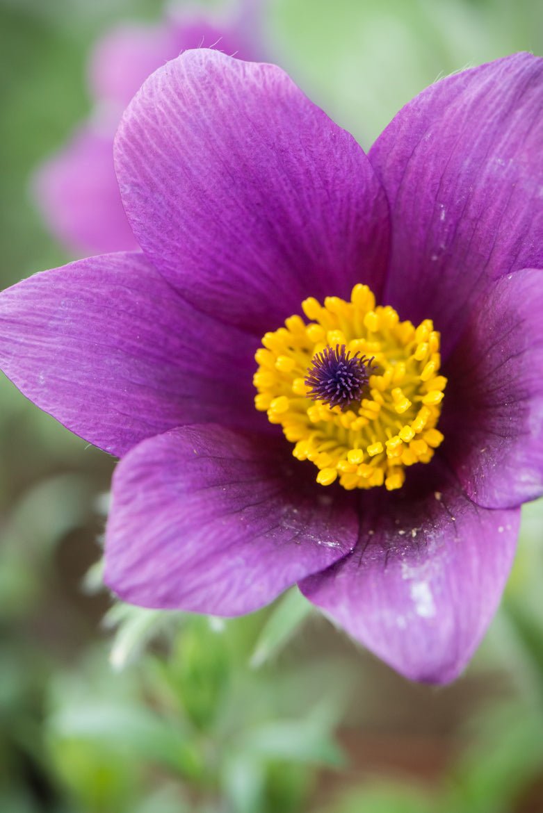 Floarea Paștelui Violet Shades - Pulsatilla Vulgaris Pulsar Violet Shades - DocaPerene