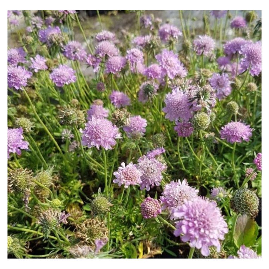 Floarea văduvei – Scabiosa japonica Pink Diamonds - DocaPerene