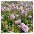 Floarea văduvei – Scabiosa japonica Pink Diamonds - DocaPerene