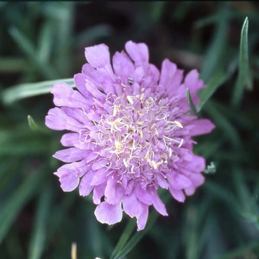 Floarea văduvei – Scabiosa japonica Pink Diamonds - DocaPerene