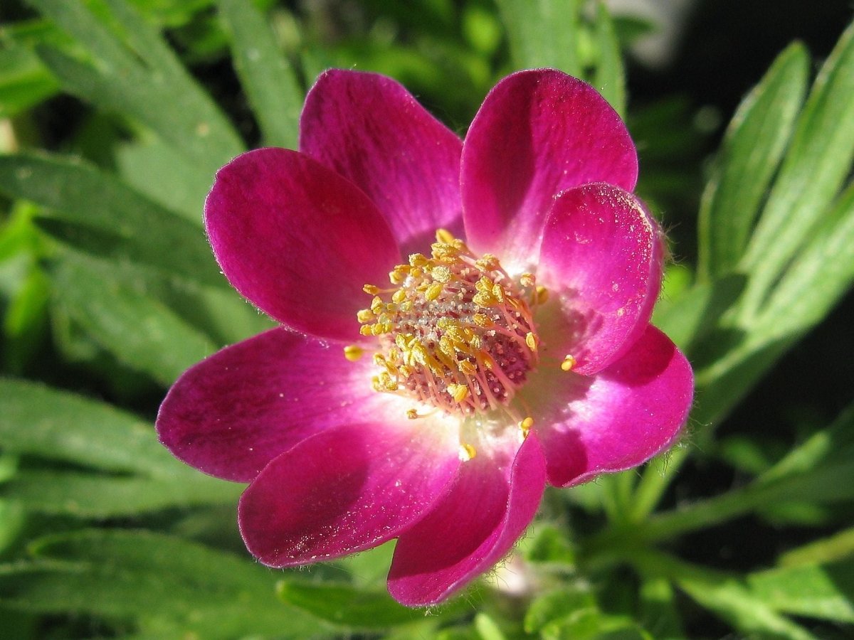 Floarea vântului - Anemone multifida Annabella Deep Rose - DocaPerene