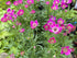 Floarea vântului - Anemone multifida Annabella Deep Rose - DocaPerene