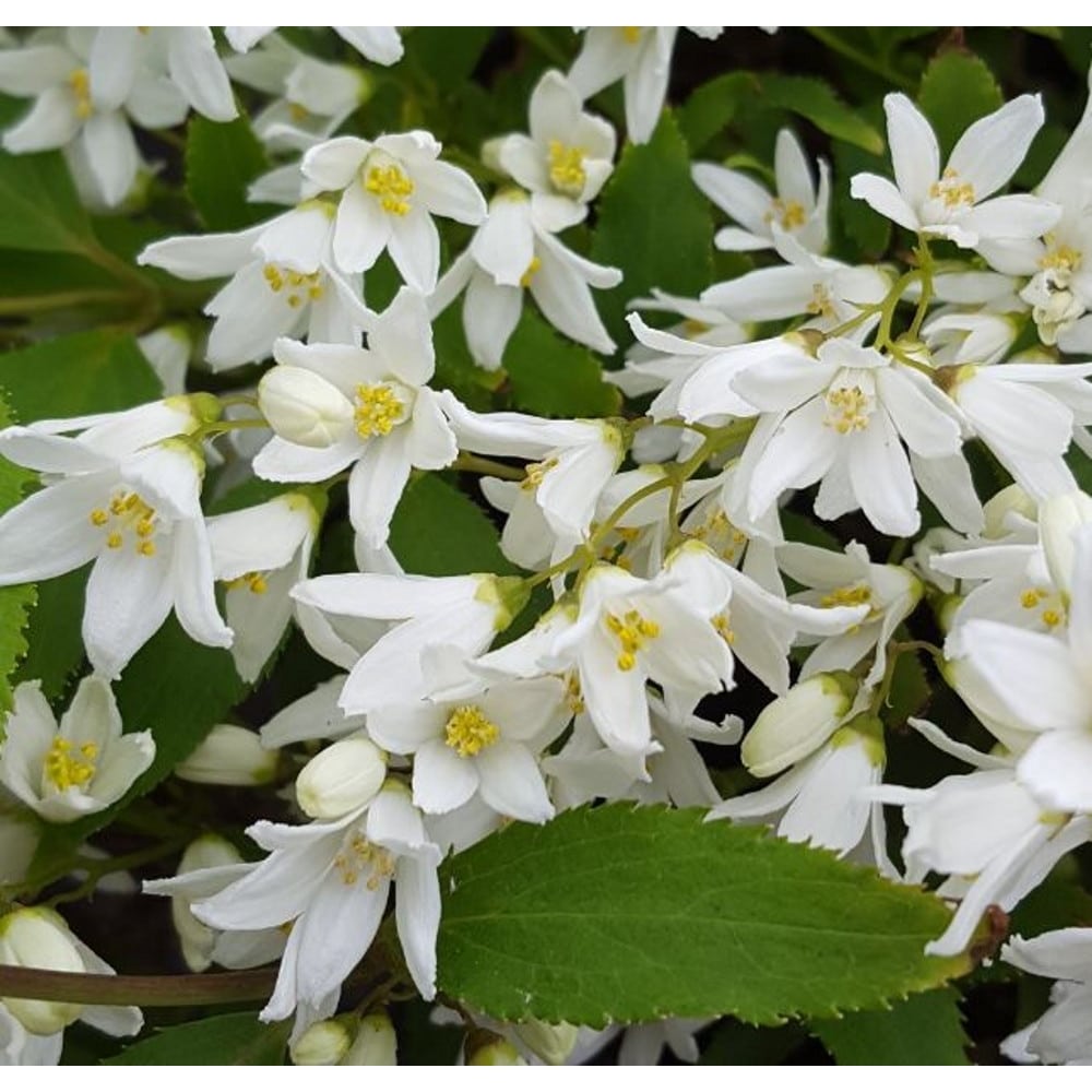 Deutzia pitică albă - Deutzia gracilis Nikko