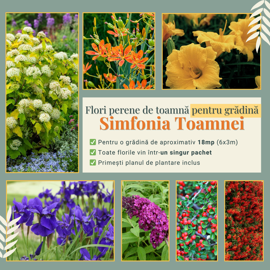 Simfonia Toamnei - Pachet de flori perene de toamnă pentru grădină