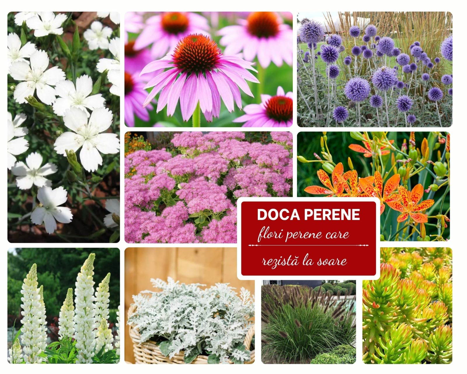 Pachet de flori perene care rezistă la soare puternic