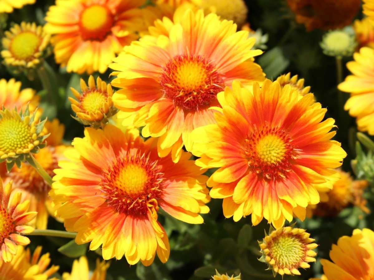 Fluturași - Gaillardia aristata Arizona African Sunset - DocaPerene
