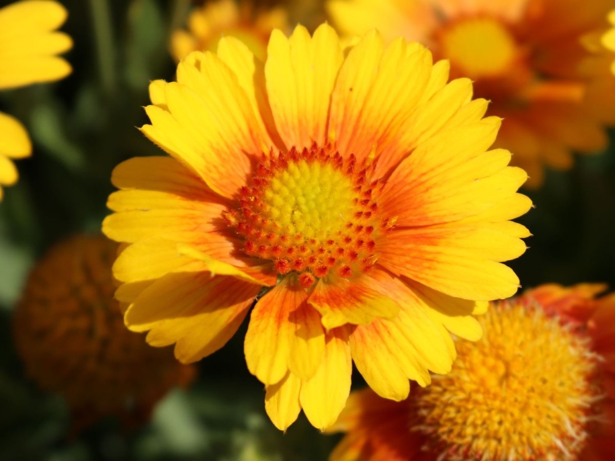 Fluturași - Gaillardia aristata Arizona African Sunset - DocaPerene