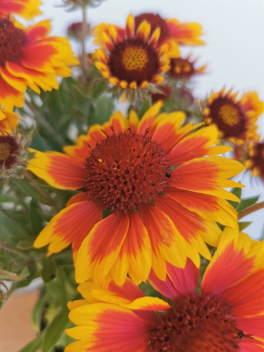 Fluturei - Gaillardia aristata Arizona Sun - DocaPerene