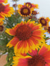 Fluturei - Gaillardia aristata Arizona Sun - DocaPerene