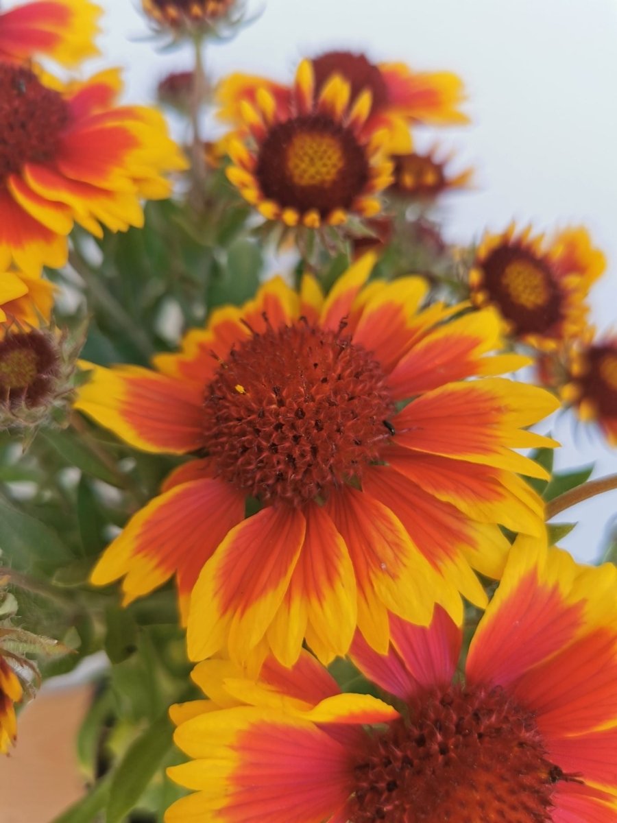 Fluturei - Gaillardia aristata Arizona Sun - DocaPerene