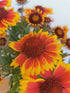 Fluturei - Gaillardia aristata Arizona Sun - DocaPerene