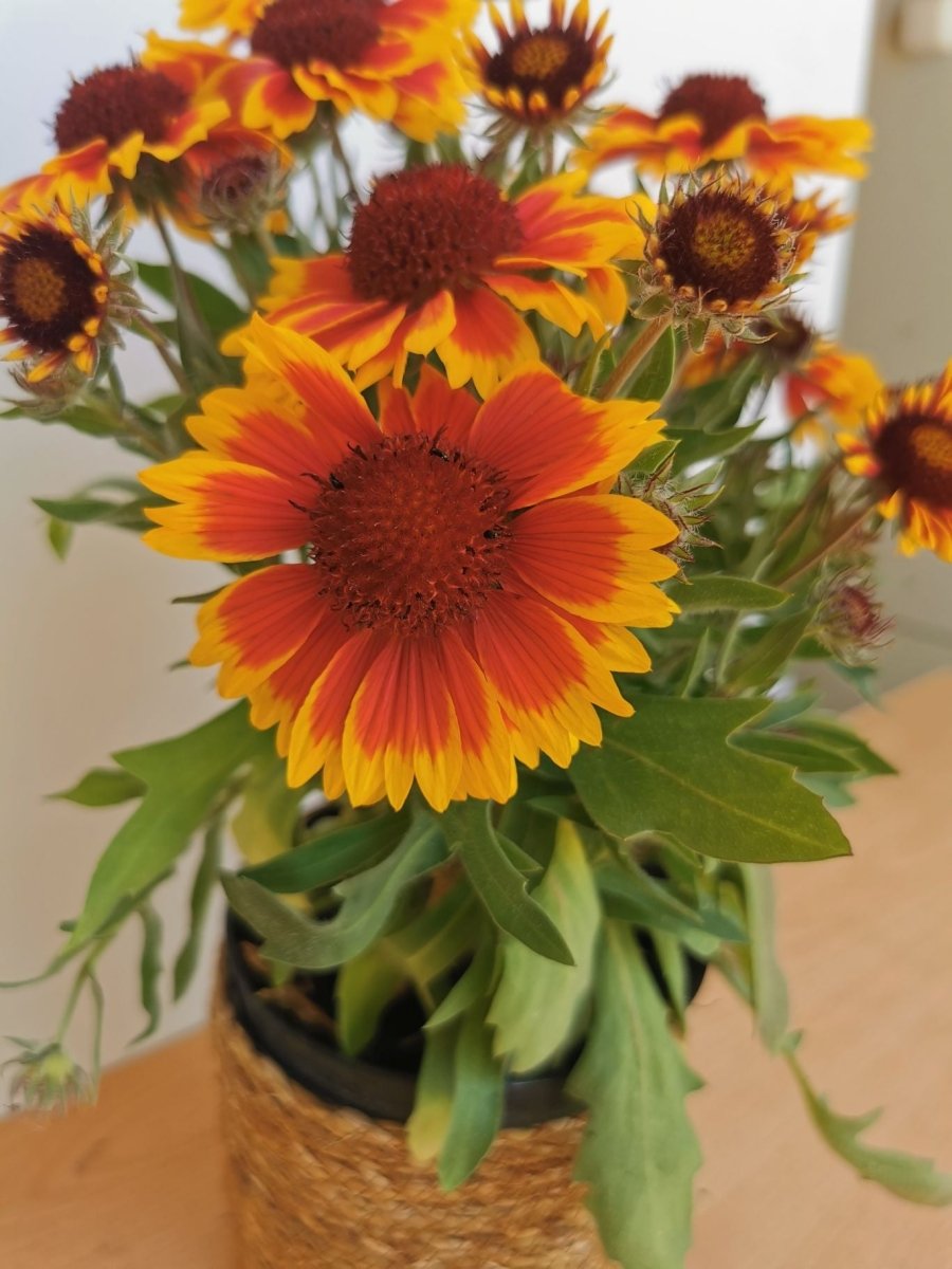 Fluturei - Gaillardia aristata Arizona Sun - DocaPerene