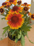 Fluturei - Gaillardia aristata Arizona Sun - DocaPerene