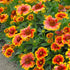 Fluturei - Gaillardia aristata Arizona Sun - DocaPerene