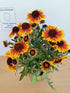Fluturei - Gaillardia aristata Arizona Sun - DocaPerene