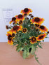 Fluturei - Gaillardia aristata Arizona Sun - DocaPerene