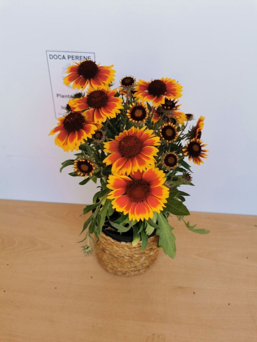 Fluturei - Gaillardia aristata Arizona Sun - DocaPerene
