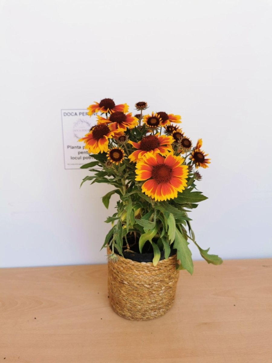 Fluturei - Gaillardia aristata Arizona Sun - DocaPerene