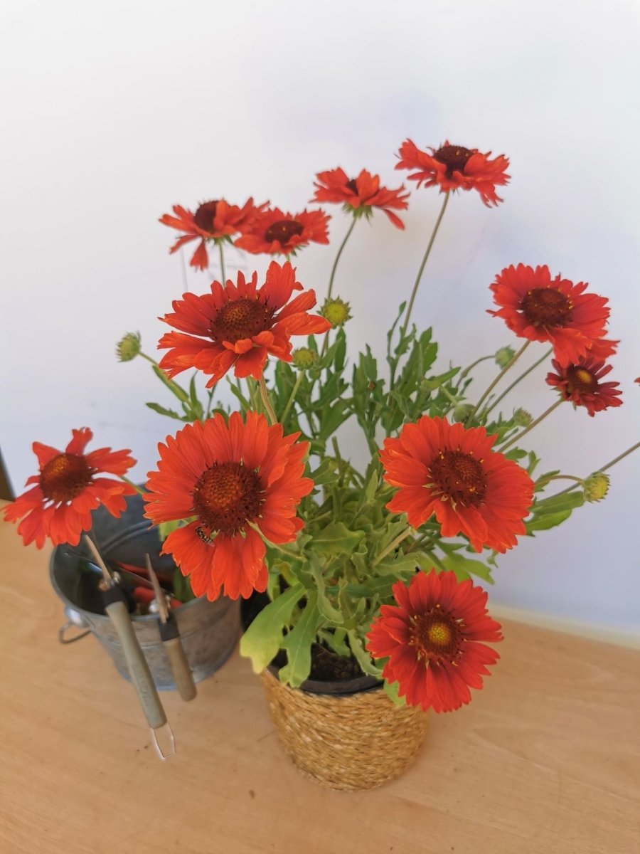 Fluturei roșii - Gaillardia aristata Mesa™ Red - DocaPerene