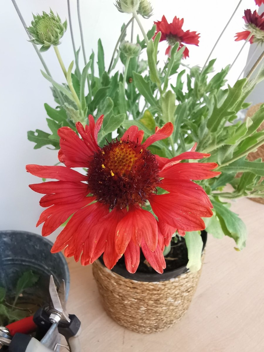 Fluturei roșii - Gaillardia aristata Mesa™ Red - DocaPerene