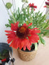 Fluturei roșii - Gaillardia aristata Mesa™ Red - DocaPerene