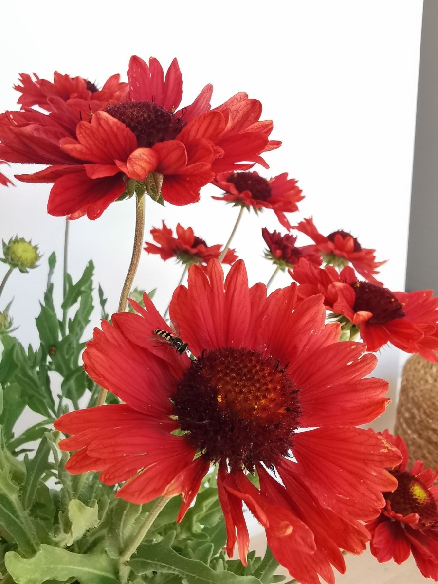 Fluturei roșii - Gaillardia aristata Mesa™ Red - DocaPerene