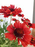 Fluturei roșii - Gaillardia aristata Mesa™ Red - DocaPerene