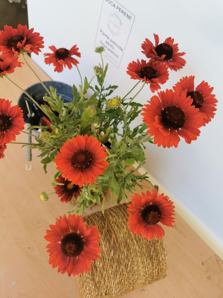Fluturei roșii - Gaillardia aristata Mesa™ Red - DocaPerene