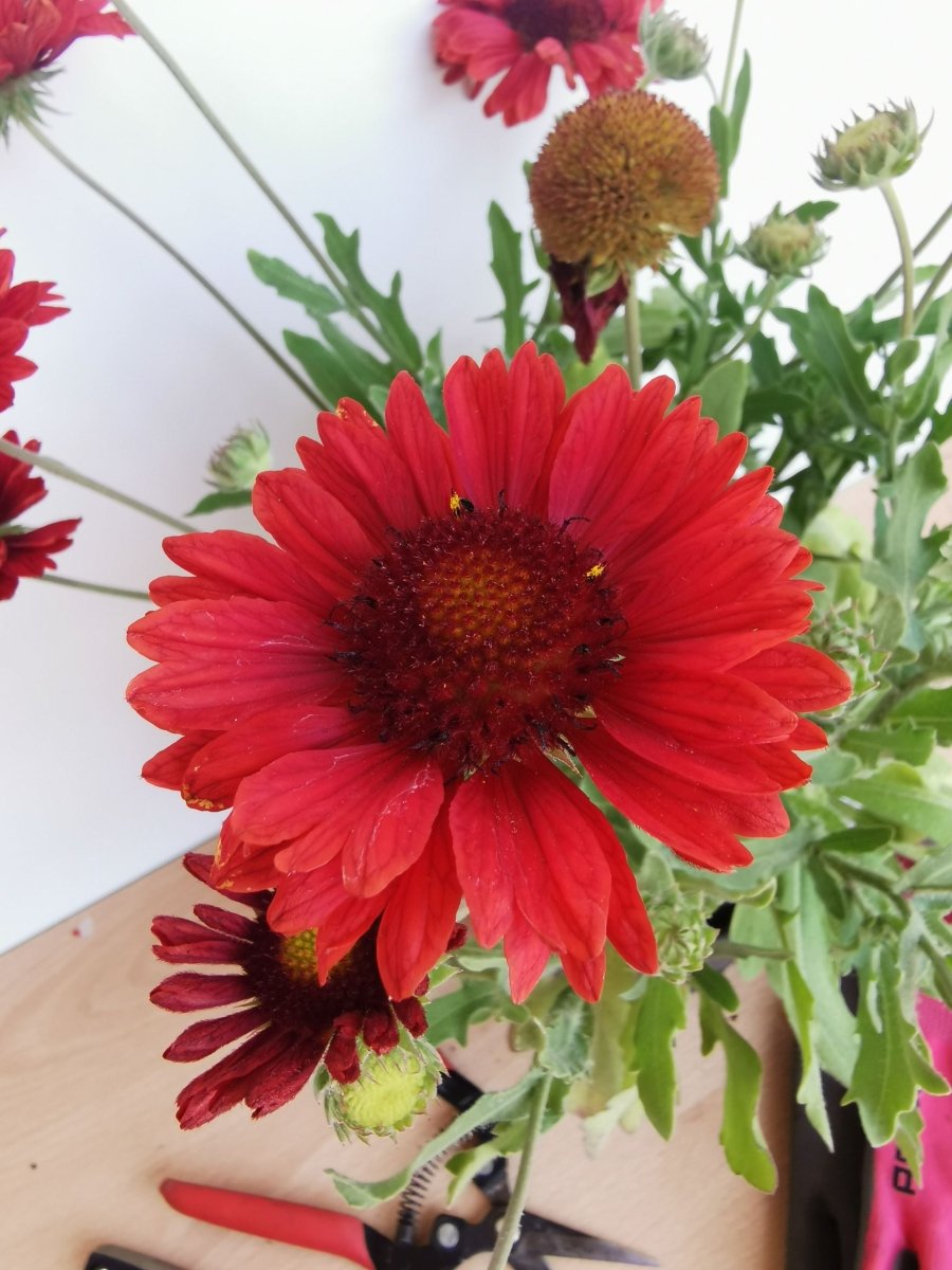 Fluturei roșii - Gaillardia aristata Mesa™ Red - DocaPerene