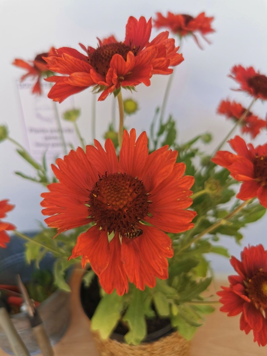 Fluturei roșii - Gaillardia aristata Mesa™ Red - DocaPerene
