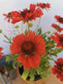 Fluturei roșii - Gaillardia aristata Mesa™ Red - DocaPerene