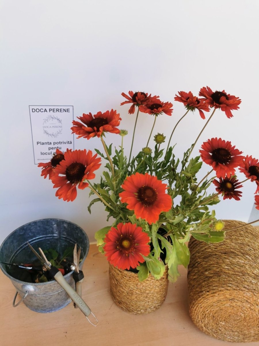 Fluturei roșii - Gaillardia aristata Mesa™ Red - DocaPerene