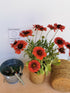 Fluturei roșii - Gaillardia aristata Mesa™ Red - DocaPerene