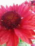 Fluturei roșii - Gaillardia aristata Mesa™ Red - DocaPerene