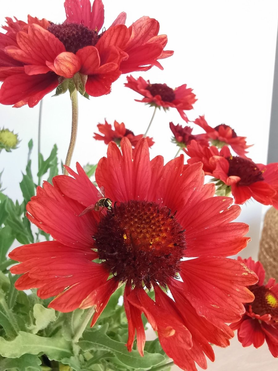 Fluturei roșii - Gaillardia aristata Mesa™ Red - DocaPerene