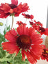 Fluturei roșii - Gaillardia aristata Mesa™ Red - DocaPerene