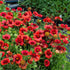 Fluturei roșii - Gaillardia aristata Mesa™ Red - DocaPerene