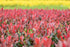 Fotinia Little Red Robin - Photinia fraseri 'Little Red Robin' - DocaPerene