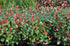 Fotinia Little Red Robin - Photinia fraseri 'Little Red Robin' - DocaPerene