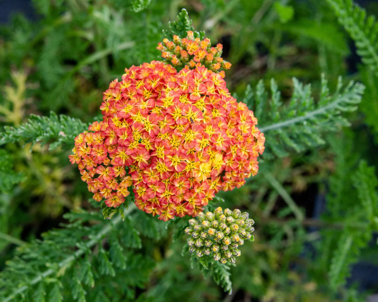Coada Șoricelului Portocalie - Achillea Millefolium 'Skysail Yellow'