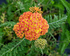 Coada Șoricelului Portocalie - Achillea Millefolium 'Skysail Yellow'