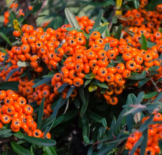 Cătină ornamentală cu bobițe portocali - Pyracantha 'Teton'