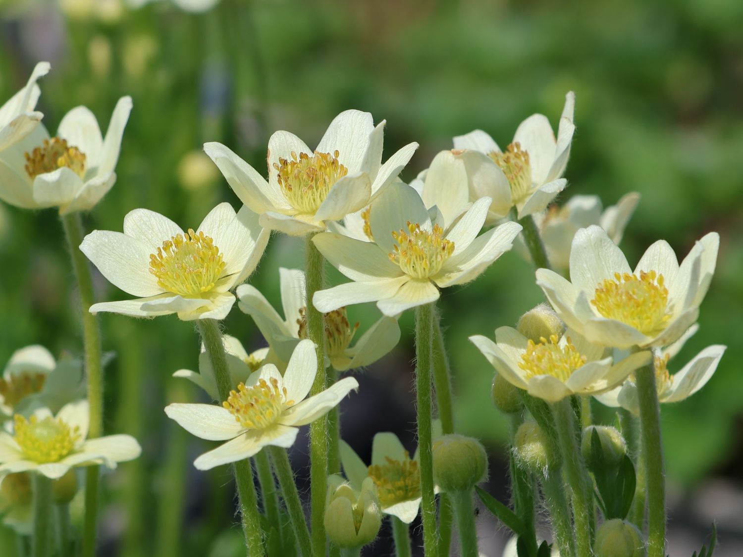 Anemone de toamnă - Anemone multifida ‘Annabella White’