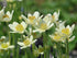 Anemone de toamnă - Anemone multifida ‘Annabella White’