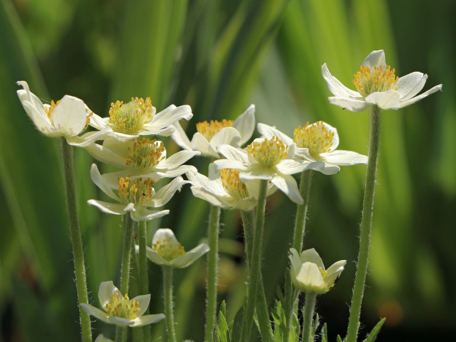 Anemone de toamnă - Anemone multifida ‘Annabella White’