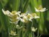 Anemone de toamnă - Anemone multifida ‘Annabella White’