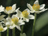 Anemone de toamnă - Anemone multifida ‘Annabella White’