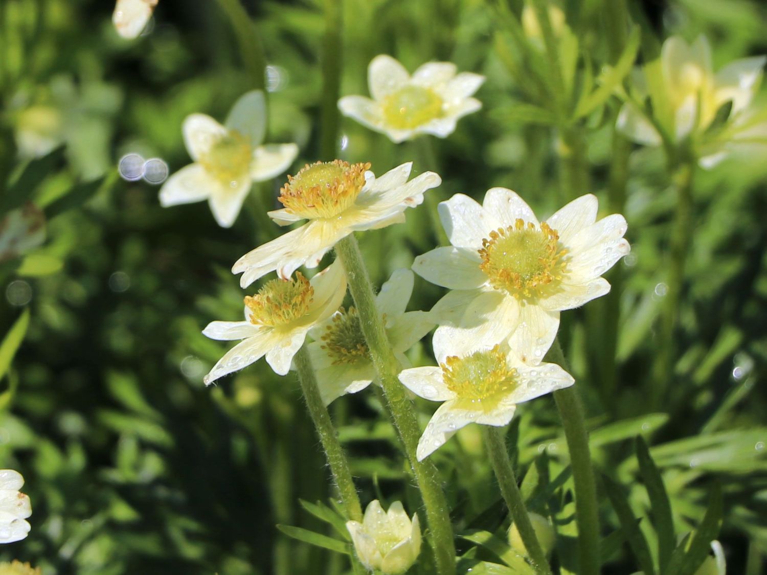 Anemone de toamnă - Anemone multifida ‘Annabella White’