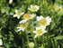 Anemone de toamnă - Anemone multifida ‘Annabella White’